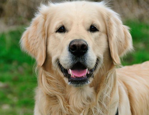 golden retriever dog photos. dresses Golden Retriever Dog